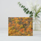 USA, Tennessee. Fall Foliage 2 Postkarte (Stehend Vorderseite)