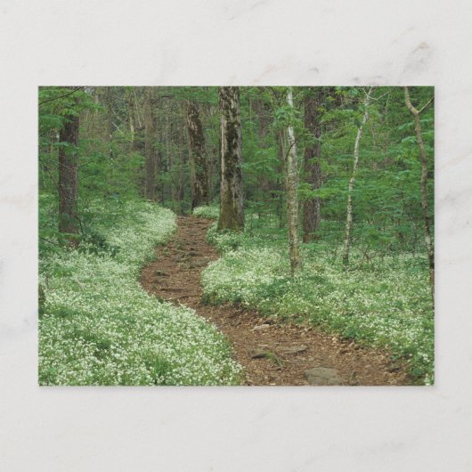 USA, Tennessee, Great Smoky Mountains, NP, 3 Postkarte (Vorderseite)