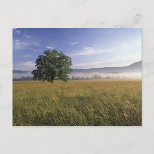 USA, Tennessee. Große Smokey-Berge Postkarte (Vorderseite)