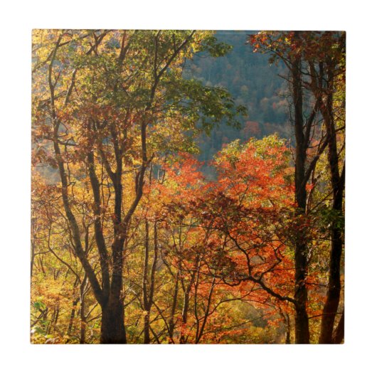 USA, Tennessee. Herbstlaub Fliese (Vorderseite)