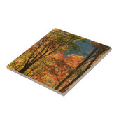 USA, Tennessee. Herbstlaub Fliese (Seite)