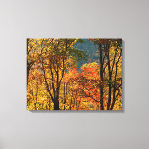 USA, Tennessee. Herbstlaub Leinwanddruck