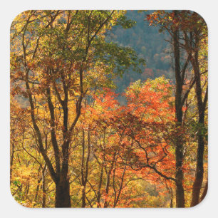 USA, Tennessee. Herbstlaub Quadratischer Aufkleber