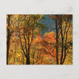 USA, Tennessee. Herbstlaubfärbung Postkarte