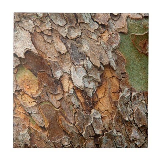 USA, Tennessee, Naher Bachstand auf einem Baum Fliese (Vorderseite)