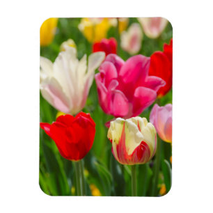 USA, Tennessee, Nashville Magnet