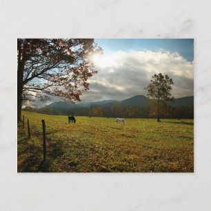 USA, Tennessee. Pferde im Cades Cove Tal Postkarte