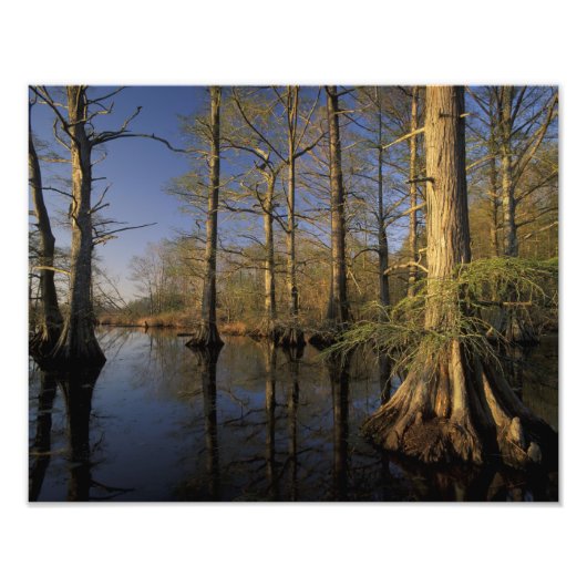 USA, Tennessee. Reelfoot National Wildlife Fotodruck (Vorne)