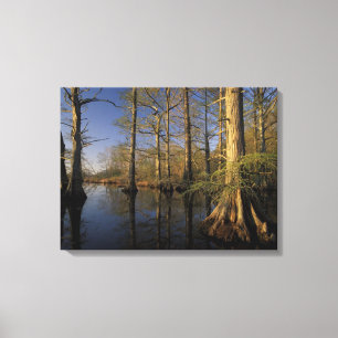 USA, Tennessee. Reelfoot National Wildlife Leinwanddruck