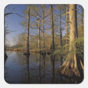USA, Tennessee. Reelfoot National Wildlife Quadratischer Aufkleber