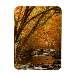 USA, Tennessee. Rushing Mountain Creek 3 Magnet