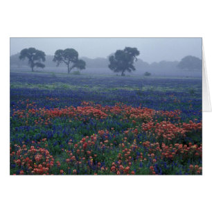 USA, Texas, bei Lytle Fog, Eichen, blaue Hauben