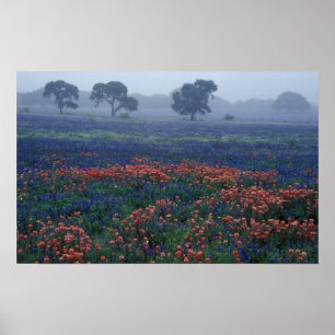 USA, Texas, bei Lytle Nebel, Eichen, blaue Hauben Poster