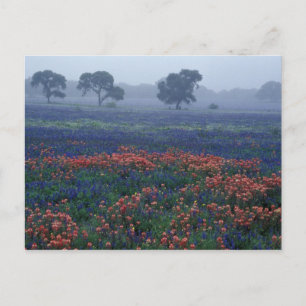 USA, Texas, bei Lytle Nebel, Eichen, blaue Hauben Postkarte