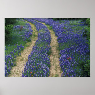 USA, Texas, bei Marble Falls, Spuren in Blau Poster