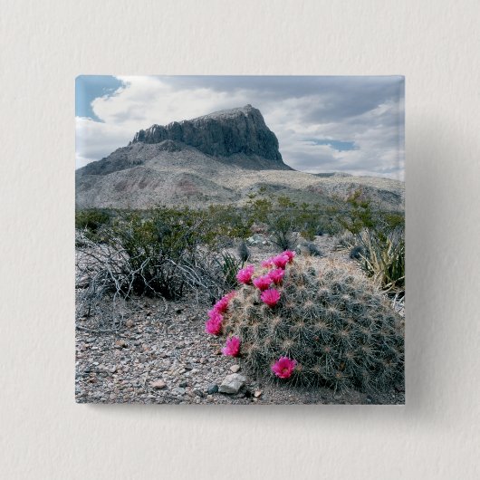 USA, Texas, Big Bend National Park.Blühen Button (Vorderseite)