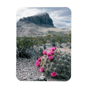 USA, Texas, Big Bend National Park. Blühen Magnet