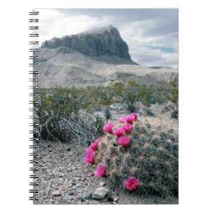 USA, Texas, Big Bend National Park. Blühend Notizblock