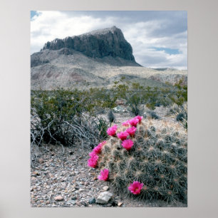 USA, Texas, Big Bend National Park. Blühend Poster