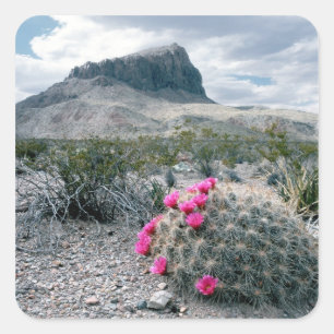 USA, Texas, Big Bend National Park. Blüht Quadratischer Aufkleber
