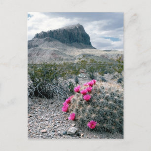 USA, Texas, Big Bend Nationalpark. Blütenpracht Postkarte
