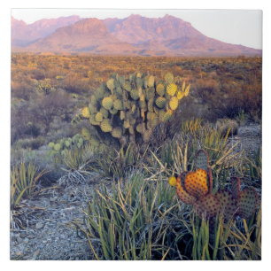 USA, Texas, Big Bend NP. Ein sandiger rosa Abend Fliese