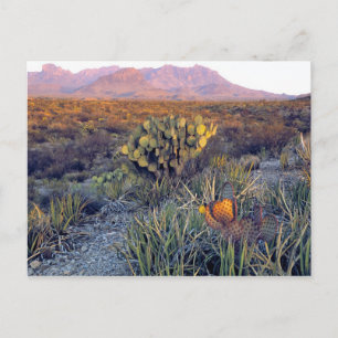 USA, Texas, Big Bend NP. Ein sandiger rosa Abend Postkarte