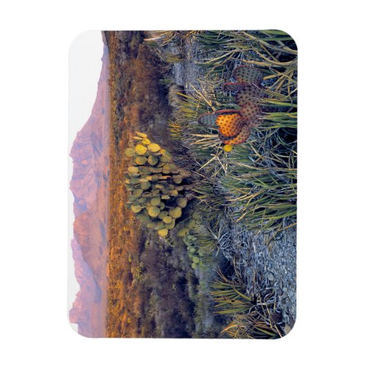 USA, Texas, Big Bend NP. Eine sandrosa Dämmerung Magnet (Vertikal)