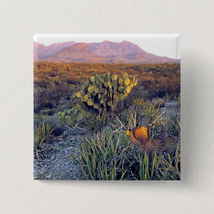 USA, Texas, Big Bend NP. Sandrosa Dämmerung Button