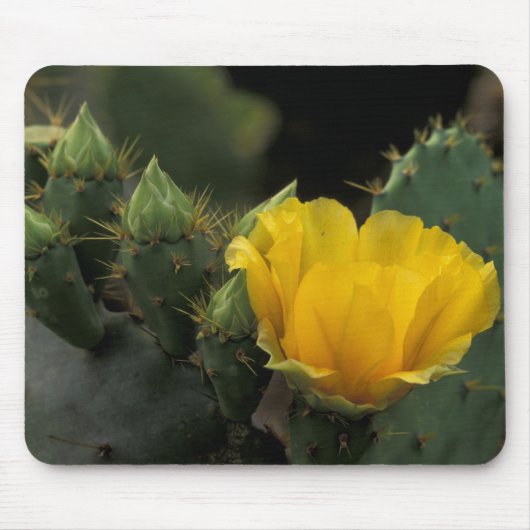USA, Texas, blühender Feigenkaktus. Mousepad (Vorne)