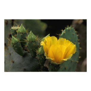 USA, Texas, Feigenkaktus in Blüte. Fotodruck