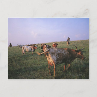 USA, Texas, Fortworth, Cowboy mit Betreuung Postkarte