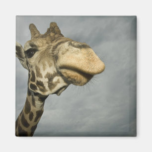 USA, Texas, Fossil Rim Wildlife Area, Giraffe Magnet