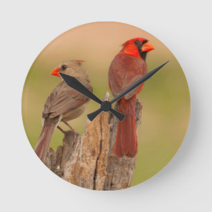 USA, Texas, Hidalgo County. Kardinalpaar Runde Wanduhr