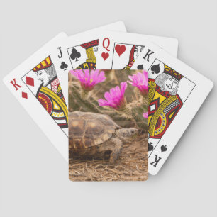 USA, Texas, Hidalgo County. Landschildkröte Spielkarten