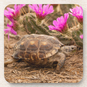 USA, Texas, Hidalgo County. Landschildkröte Untersetzer