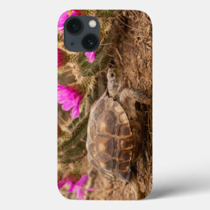 USA, Texas, Hidalgo County. Schildkröte Case-Mate iPhone Hülle