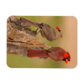 USA, Texas, Hidalgo Landkreis. Kardinal Pair Magnet (Horizontal)