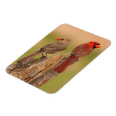 USA, Texas, Hidalgo Landkreis. Kardinal Pair Magnet (Linke Seite)