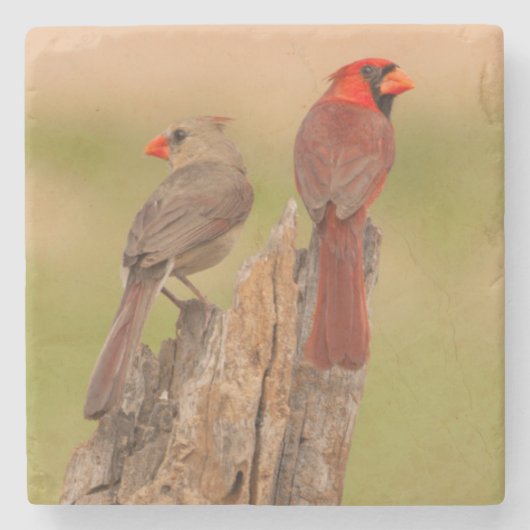 USA, Texas, Hidalgo Landkreis. Kardinal Pair Steinuntersetzer (Vorderseite)