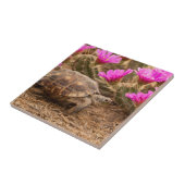 USA, Texas, Hidalgo Landkreis. Tortoise Fliese (Seite)