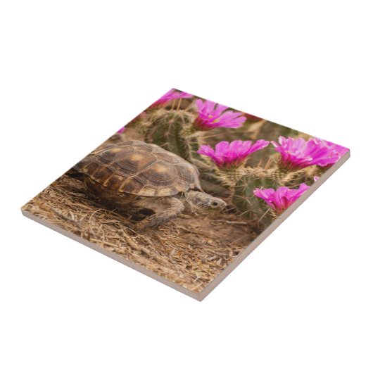 USA, Texas, Hidalgo Landkreis. Tortoise Fliese (Seite)