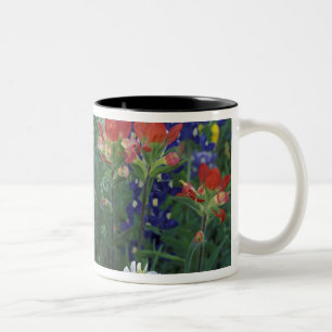USA, Texas Hill Country. Blaue Lupinen und Zweifarbige Tasse