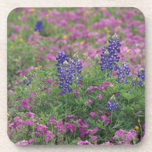 USA, Texas Hill Country. Blaue Lupinen unter Phlox Getränkeuntersetzer