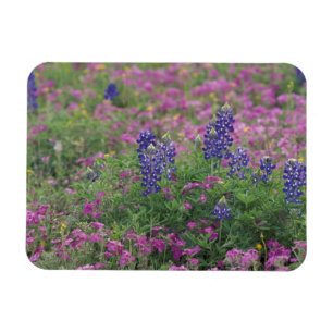 USA, Texas Hill Country. Blaues Lupinengesteck zwi Magnet