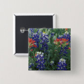 USA, Texas Hill Country. Bluebonetze und Button (Vorne & Hinten)