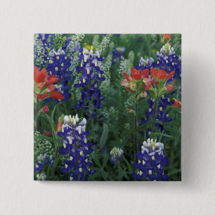 USA, Texas Hill Country. Bluebonetze und Button