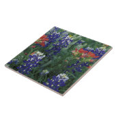 USA, Texas Hill Country. Bluebonetze und Fliese (Seite)