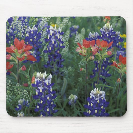 USA, Texas Hill Country. Bluebonetze und Mousepad (Vorne)