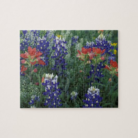 USA, Texas Hill Country. Bluebonetze und Puzzle (Horizontal)